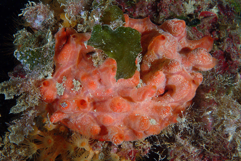 Spondylus gaederopus